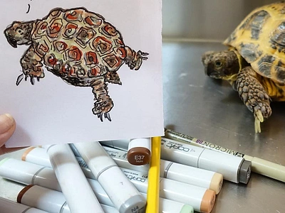 Tortoise