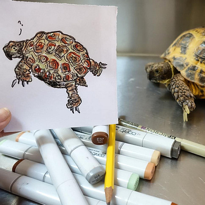 Tortoise