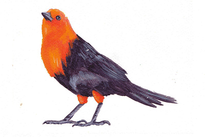 Digital Paradise Bird acrylic paint hand drawn illustration illustrator