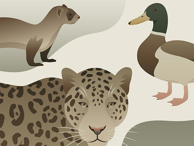 Vector Illustrations of Jaguar, Black-Footed Ferret and Mallard animal animals art design duck fauna ferret flat forest graphic graphic design illustration jaguar mallard north american predator vector wild wildlife zoo