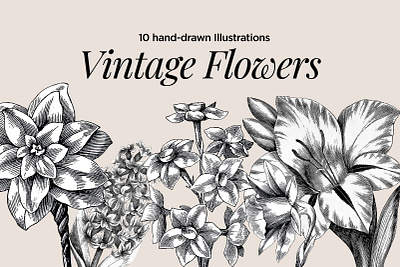 Hand-Drawn Vintage Flowers Illustrations