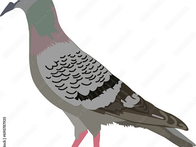 Pigeo realistic bird vector illustration feathery vector