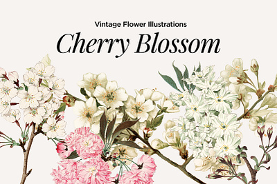 Vintage Flower Illustrations