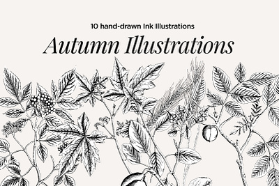 Autumn Illustrations