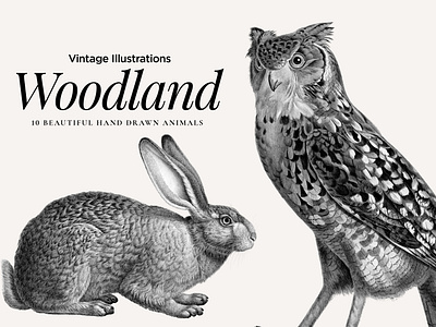 Vintage Animal illustrations