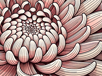 Chrysanthemum by Aravind Reddy Tarugu aravind art autumn botanical chrysanthemum closeup designs detailed digital flora floral flower garden illustrations intricate nature pink reddy tarugu texture vector