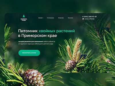 Nursery of coniferous plants website design coniferous figma fir green landing nursery photoshop pine tree plant ui webdesign website