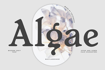 Algae Modern Serif Font algae modern serif font font bundle font typeface fonts commercial use fonts handwriting
