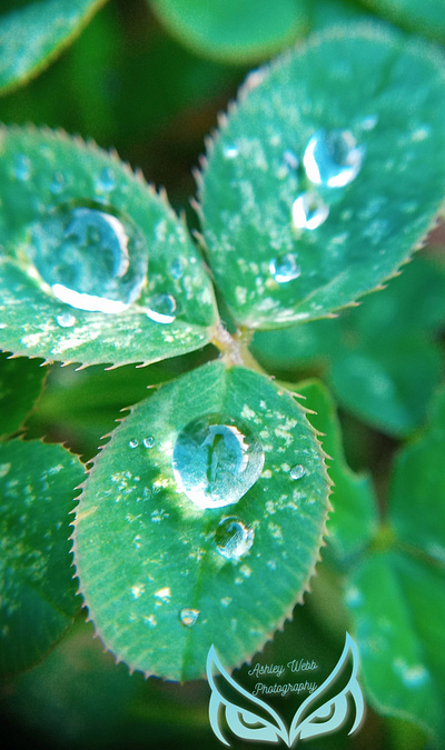 Clover with Rain drops design files illustration outdoor photography raindrops