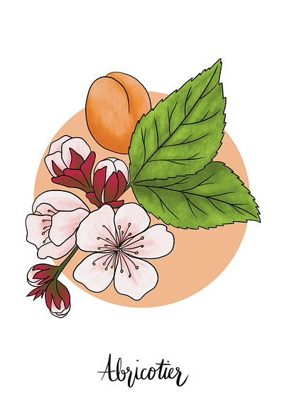 Apricot Blossom & Fruit blossoms floral fruit fruit tree illustration