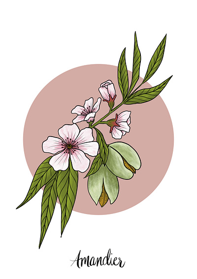 Almond Tree Blossom & Fruit blossoms floral fruit illustration leaves