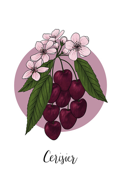 Cherry Tree Blossoms & Fruit blossoms cherry floral flower illustration leaves