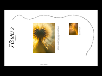 Flowers out of focus - 001 ai dall e design editorial logo serif typography ui web website
