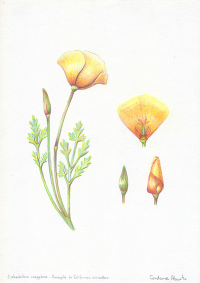 Eschscholzia caespitosa - Amapola sin collar flower illustration graphite illustration polychrome study