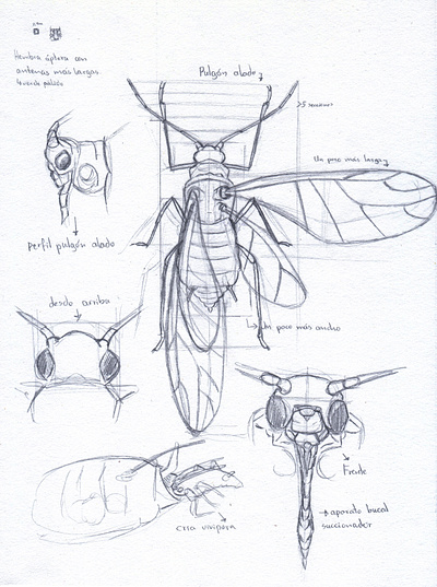 Myzus persicae - Pulgón verde graphite illustration insect illustration study