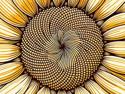 Sun Spiral by Aravind Reddy Tarugu agricultural art design aravind botanical closeup design detail garden geometry golden illustration nature pattern reddy spiral sunflower sunflower detail art tarugu vector yellow yellow bloom closeup