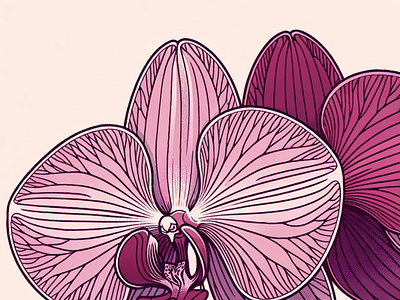 Orchid Hue by Aravind Reddy Tarugu aravind art botanical detail detailed elegant floral floral detail art flower gradient graphic illustration nature nature inspired vector orchid plant purple reddy tarugu vector