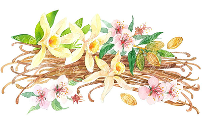 Vanilla and almond with flowers. Watercolour clipart almond almond flowers design flower illustration graphic design illustration instant download labels design packaging design vanilla vanilla flowers watercolor watercolor clipart watercolor illustration
