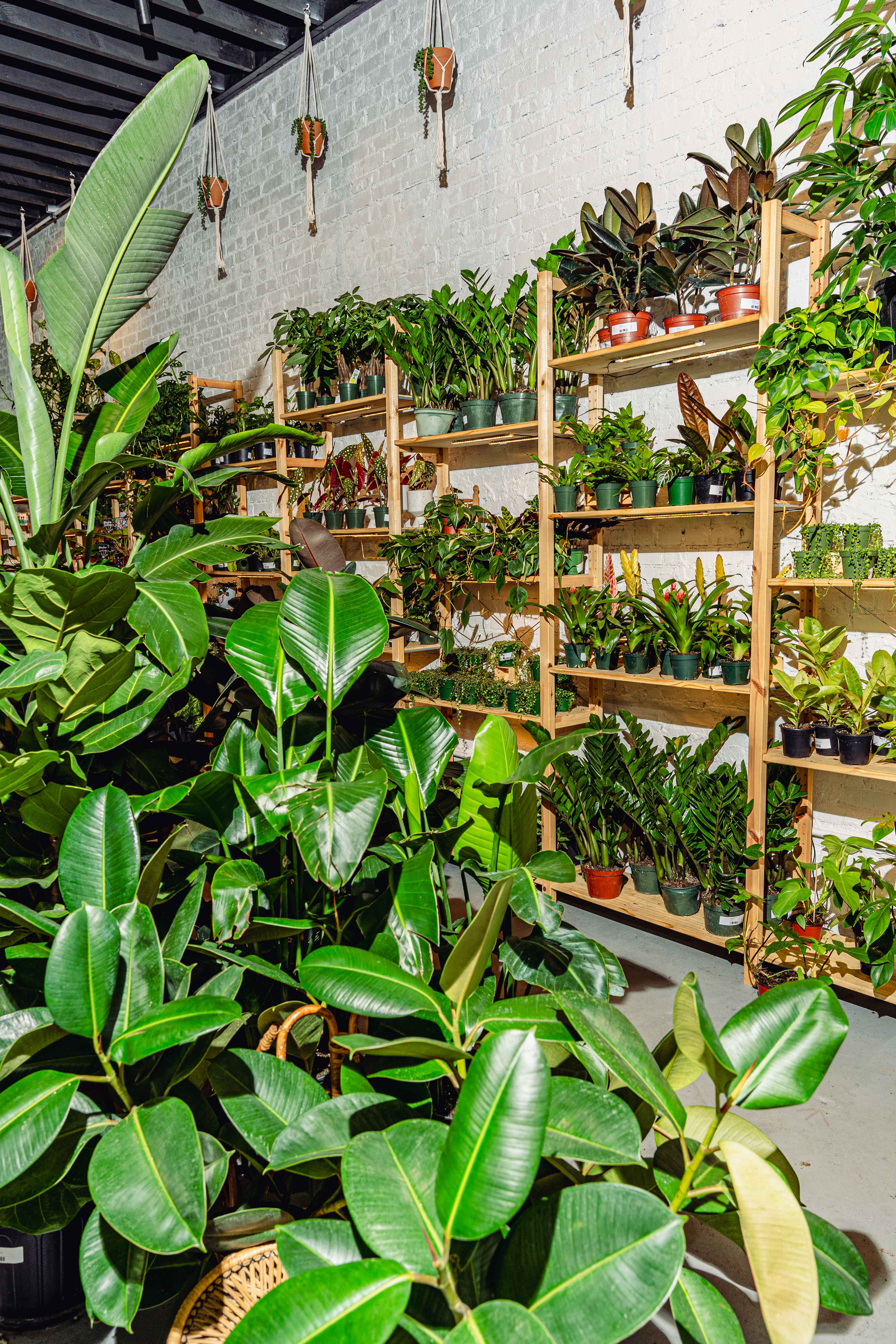 Plant Parlor Photography art direction art director content creation creative direction editorial editorial design editorial photography magazine magazine photography photo photographer photography publication