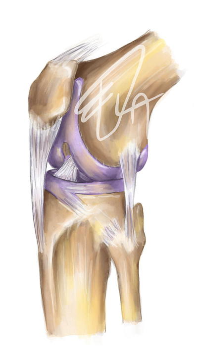 Bones knee joint - medical illustration anatomy biology digitalillustration drawing illustration medical medicine