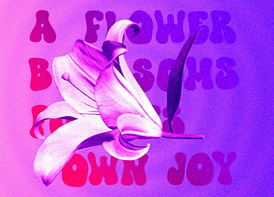 Flower | Tarafa Mhfoud™ ae aftereffects bloom branding clean creative design float flower graphic graphic design joy motion noise purple tarafa type typography ui water