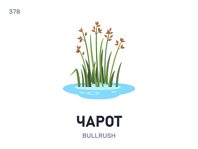Чарóт / Bulrush belarus belarusian language daily flat icon illustration vector