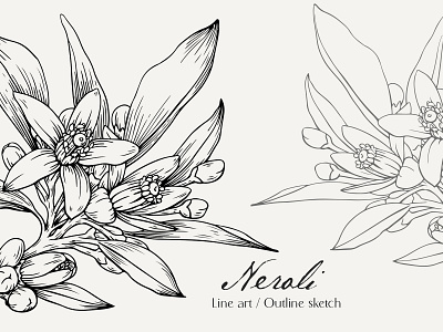 Flowers of Neroli. Botanical illustration beauty blooming botanical illustration botany cosmetics design design drawing flowering branch flowers neroli graphics hand drawn illustration line art logo nature neroli orange blossom plant sketch vector