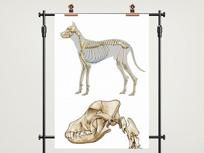 Medical illustration bones design details graphic design illustration medical illustration realism scientific illustration