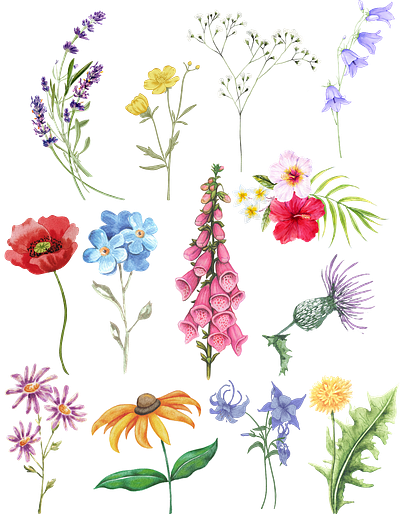 Wildflower Graphic Designs branding design graphic design logo streaming watercolor webdesign wildflowers