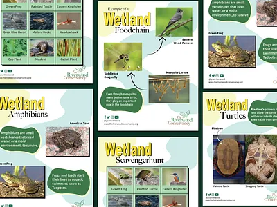 Wetland Educational Posters branding dailyui design graphic design illustration ui