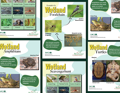 Wetland Educational Posters branding dailyui design graphic design illustration ui