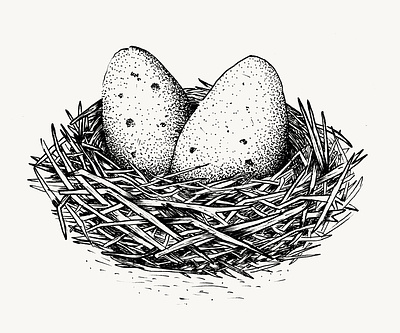 Nesting birds blackwhite blackwork detailed eggs illustratrion linework nest nesting oldschool personal portugal quirky