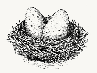Nesting birds blackwhite blackwork detailed eggs illustratrion linework nest nesting oldschool personal portugal quirky