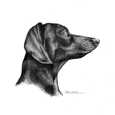 puppy animation sketch