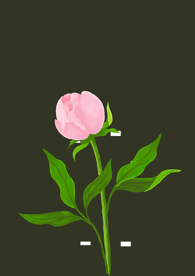 A Soft Pink Peony Illustration branding design flower graphic design illustration leaves nature peony peony illustration peony plant stems