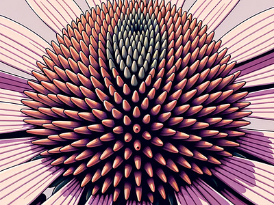 Echinacea Core by Aravind Reddy Tarugu aravind art artistic closeup coneflower contemporary echinacea floral geometry gradient illustration macro natural petal pink reddy structural symmetrical tarugu vector