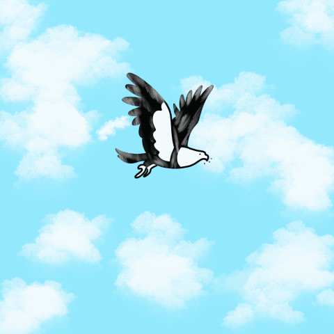 Animation flying bird animals animation anime art bird cartoon design dribbbleillustration fast flying graphic design il illustration illustrator inspiration minimal sky stickers usa vector