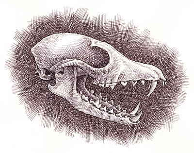 Fox Skull animals art artist artwork drawing fox hand drawn illustration ink science scientific skeleton skull
