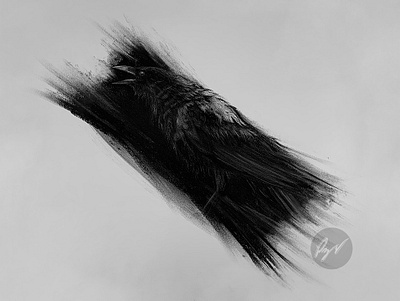 Charcoal drawing of a Corvus desenho pencildrawing