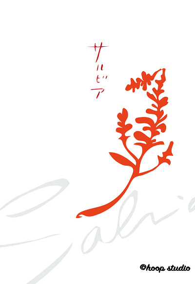 Salvia flower illustration illustration