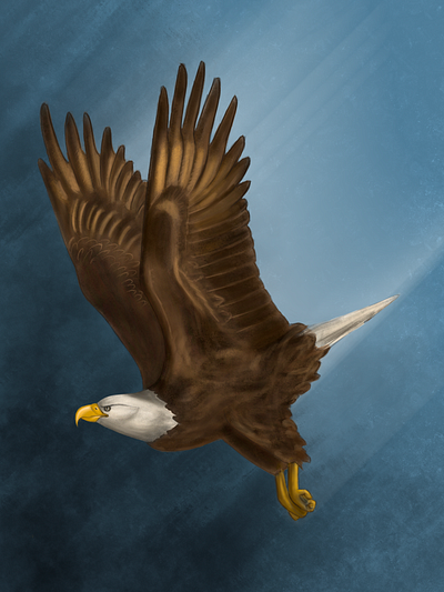 Bald eagle bald eagle bird flying illustration reference by aaron blaise