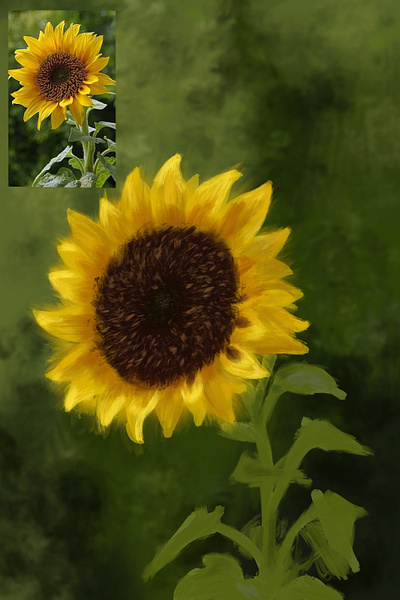 Sunflower flower illustration procreate scetch