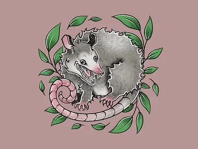 Excitement Possum character drawing funny graphic design illus illustration