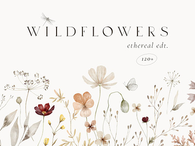Wildflowers Watercolor Wild Botany classic watercolor floral watercolor flowers watercolor wreath wild flowers wildflower wildflower clipart wildflower illustration wildflower watercolor