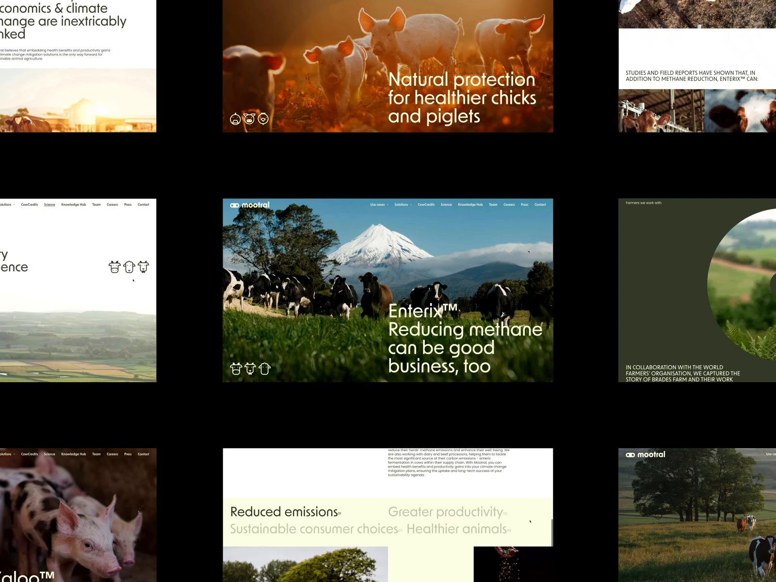 Example of Corporate Website - food supplement