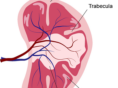 Spleen Anatomy anatomy design digital art graphic design illustration medical illustration scientific illustration vector