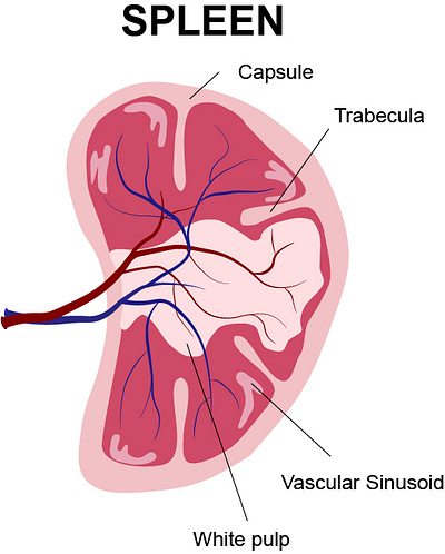 Spleen Anatomy anatomy design digital art graphic design illustration medical illustration scientific illustration vector