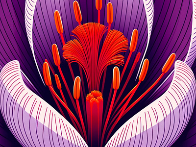 Saffron Stigma by Aravind Reddy Tarugu aravind aromatic art botanical close up crocus detailed exotic fiery floral garden purple purple petals red reddy saffron saffron flower spice tarugu vector