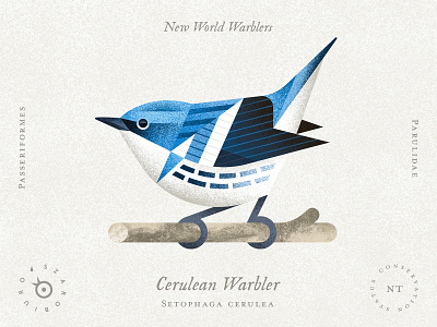 Cerulean Warbler biology birbfest2024 bird chellenge geometric illustration infographic instagram nature