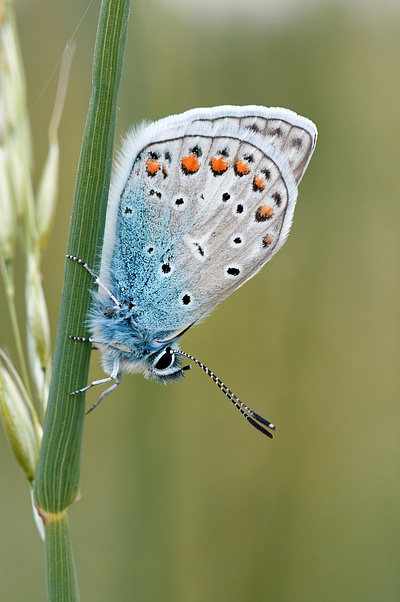 Blue Butterfly animation graphic design